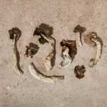 Dried - Maztapec - Image 4