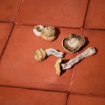 Dried - Penis Envy Uncut - Image 2