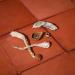 Dried - Wikidzon - Image 3