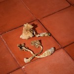 Dried - Hawaii - Image 2