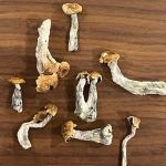 Dried - Hillbilly - Image 2